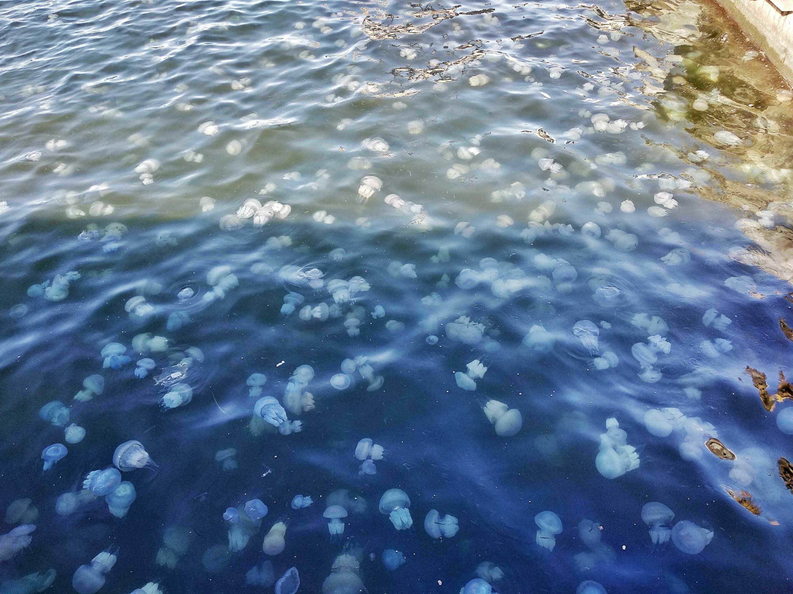 Медузы обитатели моря